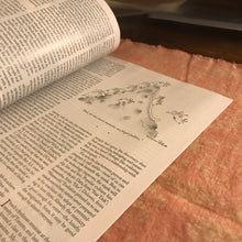 Load image into Gallery viewer, The New Yorker July 21 2025